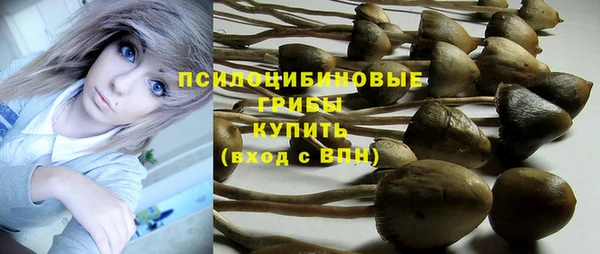 стаф Осинники